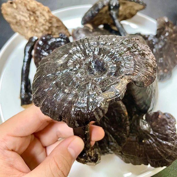 【白肉灵芝】云南高山农家现收白肉灵芝