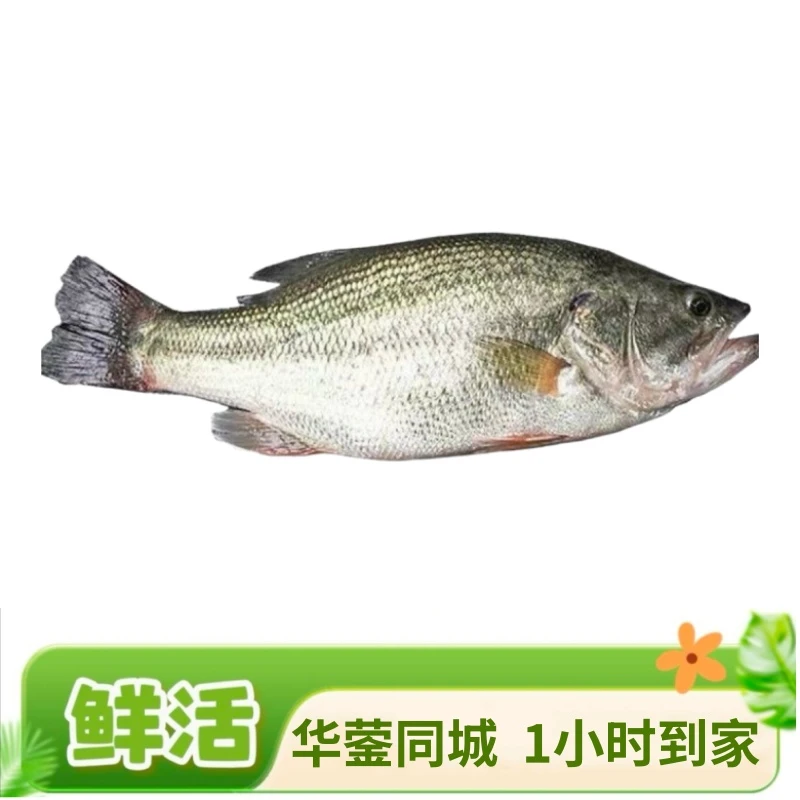 鲈鱼一条约600g【默认宰杀】