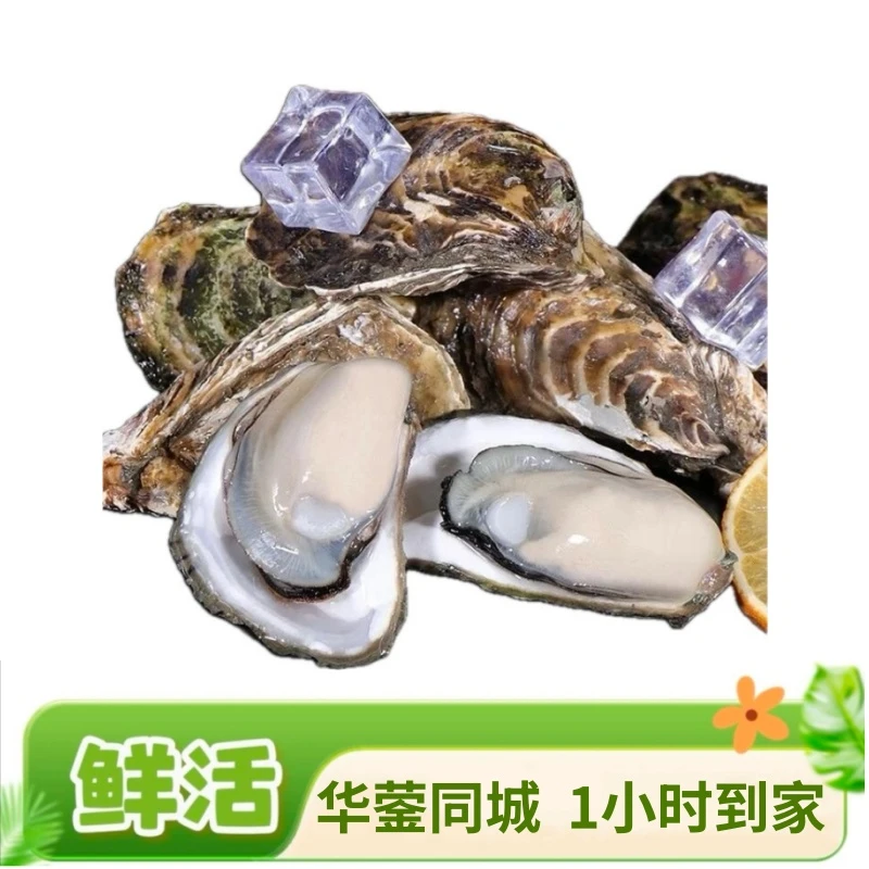【直播奖品】福建生蚝20个0.01元【限购一份】【默认不开】