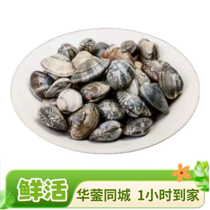 特大花甲1斤【同城闪送，1小时到家】