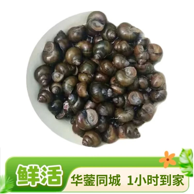 田螺3斤【同城闪送，1小时到家】