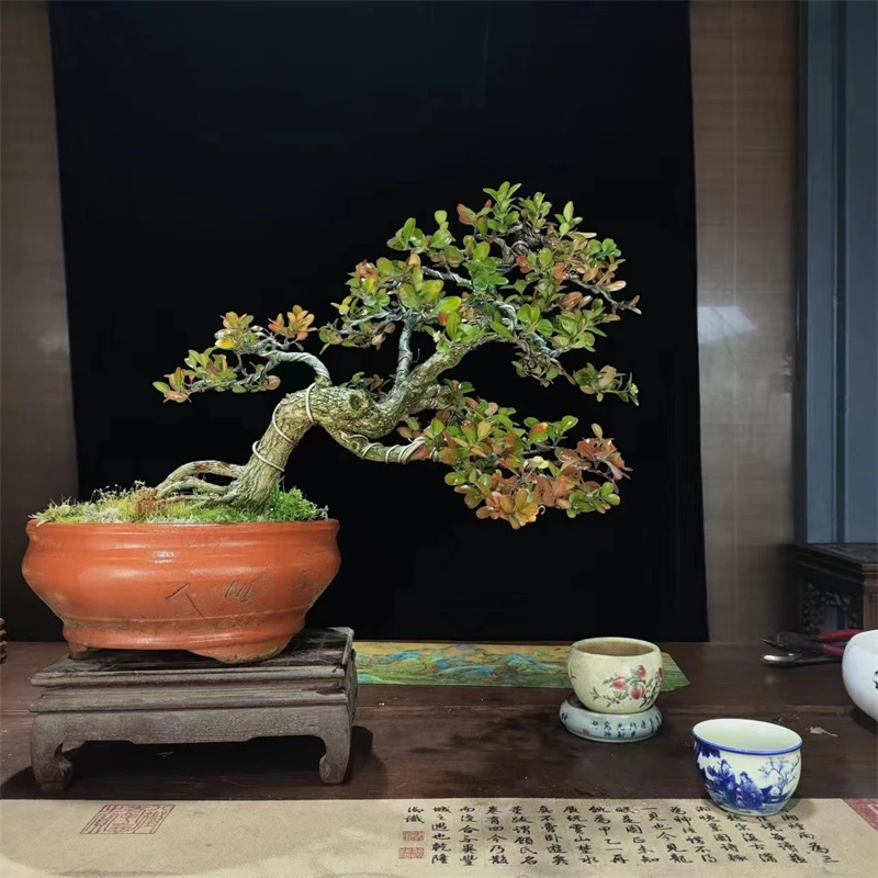 直播间一物一拍，黑松，黄杨盆景济州真柏，及各种杂木！