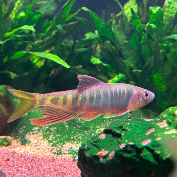 原生观赏鱼长鳍鬣 桃花鱼 溪哥 马口鬣 异鬣水族冷水鱼无需加热棒