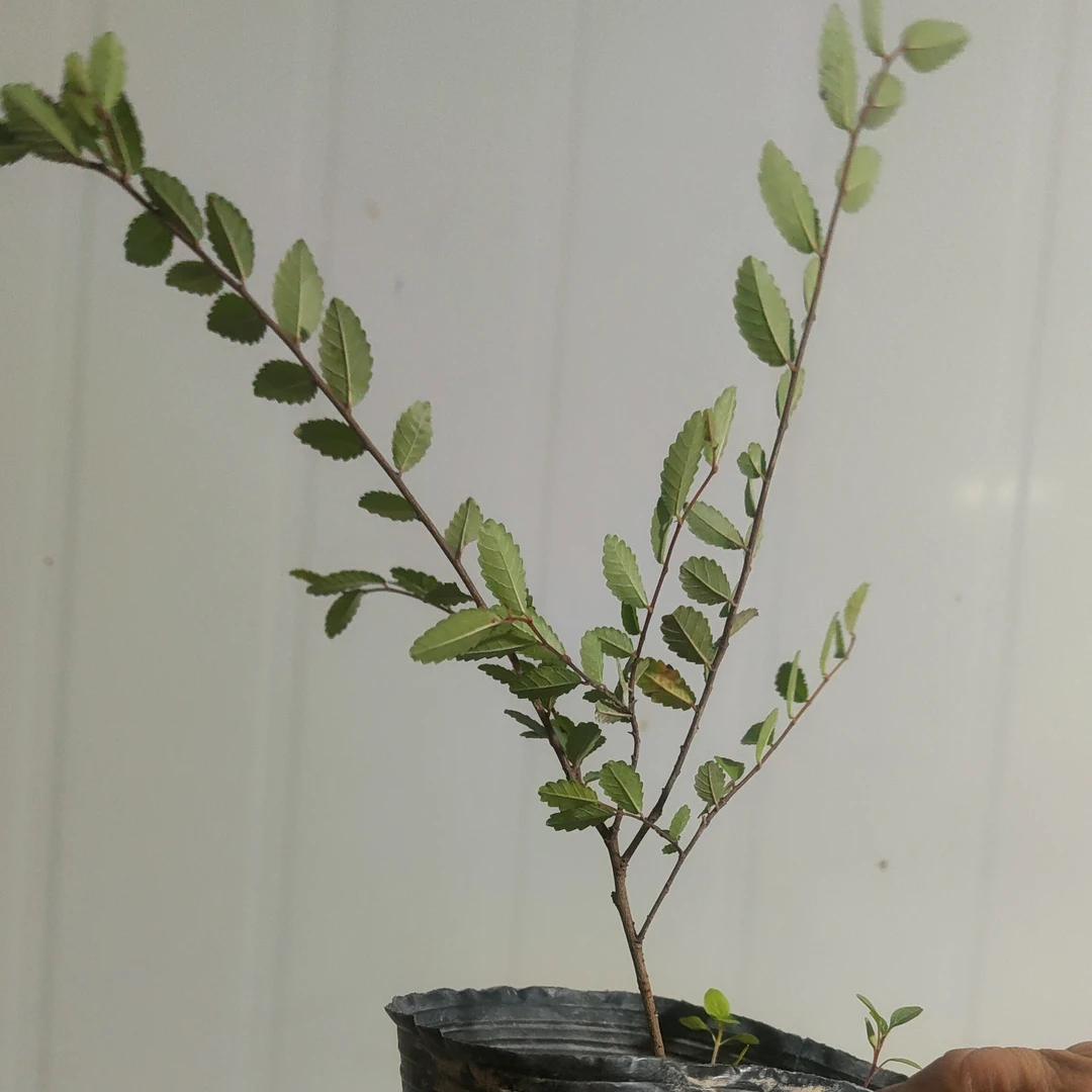 霞浦灵芝榆附石小苗