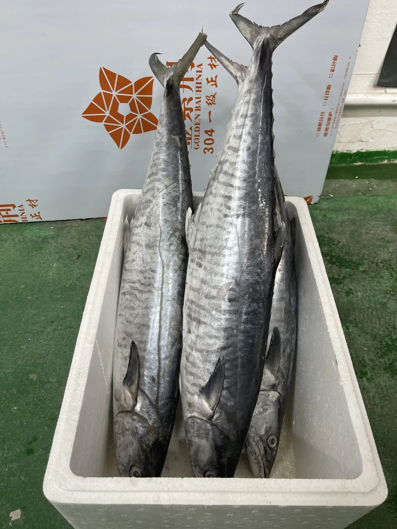 16斤正宗康氏马鲛鱼博贺港新鲜鲜活速冻深海海钓鲜嫩顺丰京东包邮