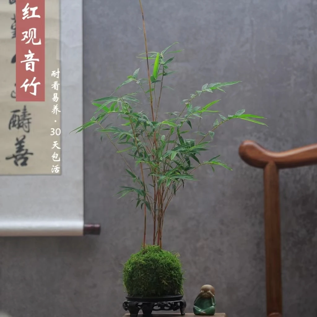 苔玉红观音竹办公桌客厅清新绿植四季翠绿常青简约美观艺术盆栽