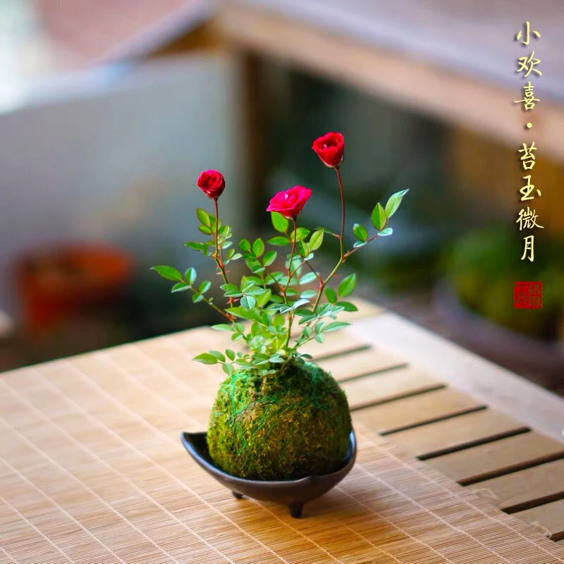 带花苞超微月季四季开花迷你盆栽花卉桌面绿植养不死的室内绿植
