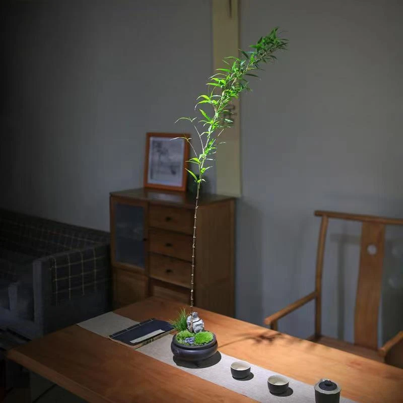 红寒紫寒竹紫竹朱竹禅意竹绿色植物室内茶桌客厅好养易活绿植盆栽