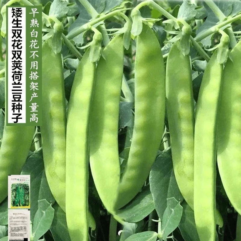 四季大荚荷兰豆种子软荚菜豌豆甜脆豌豆仁籽农家菜园春夏蔬菜种孑
