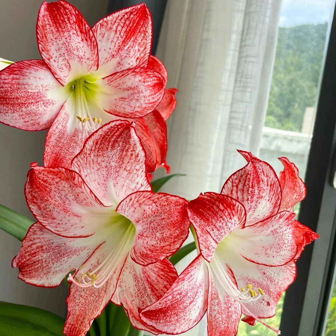 焦点 单瓣 朱顶红荷兰进口种球花卉（实际偏小）