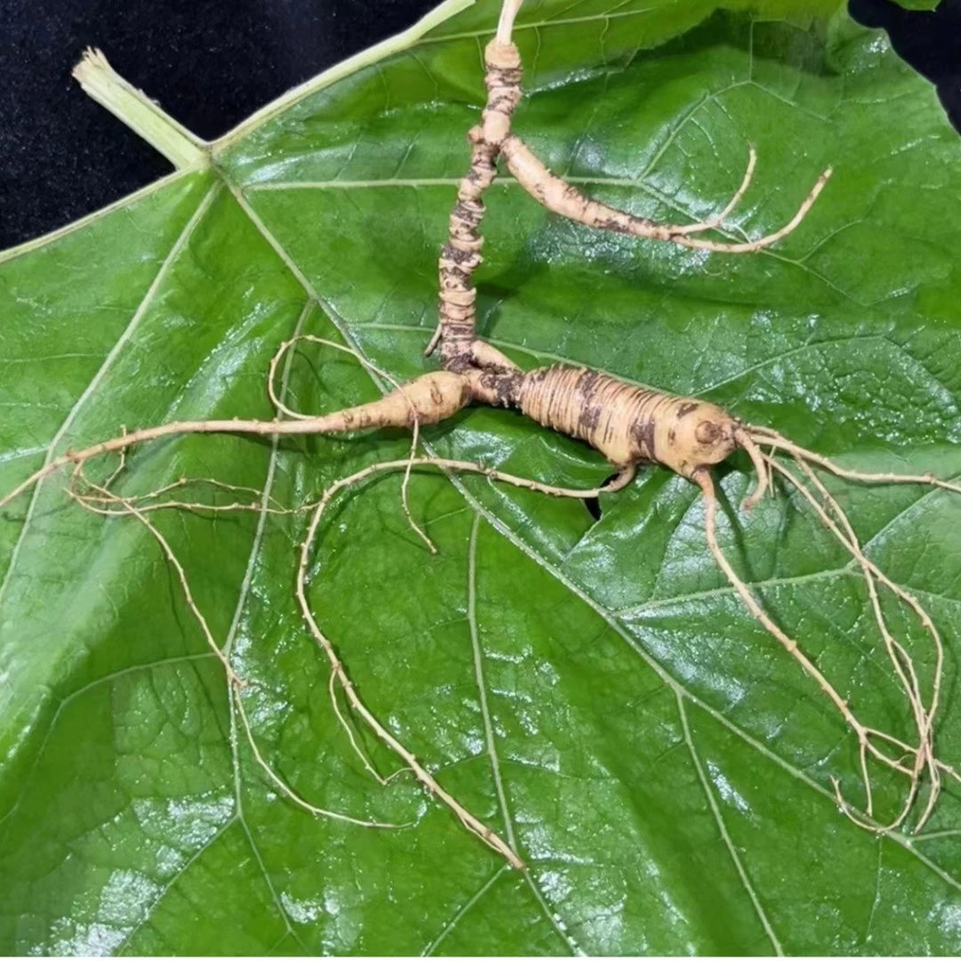 放山货人参  （一支至多支）