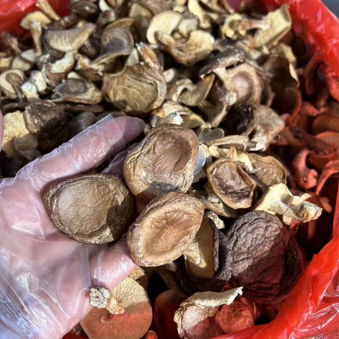 大山上的香菇   500克