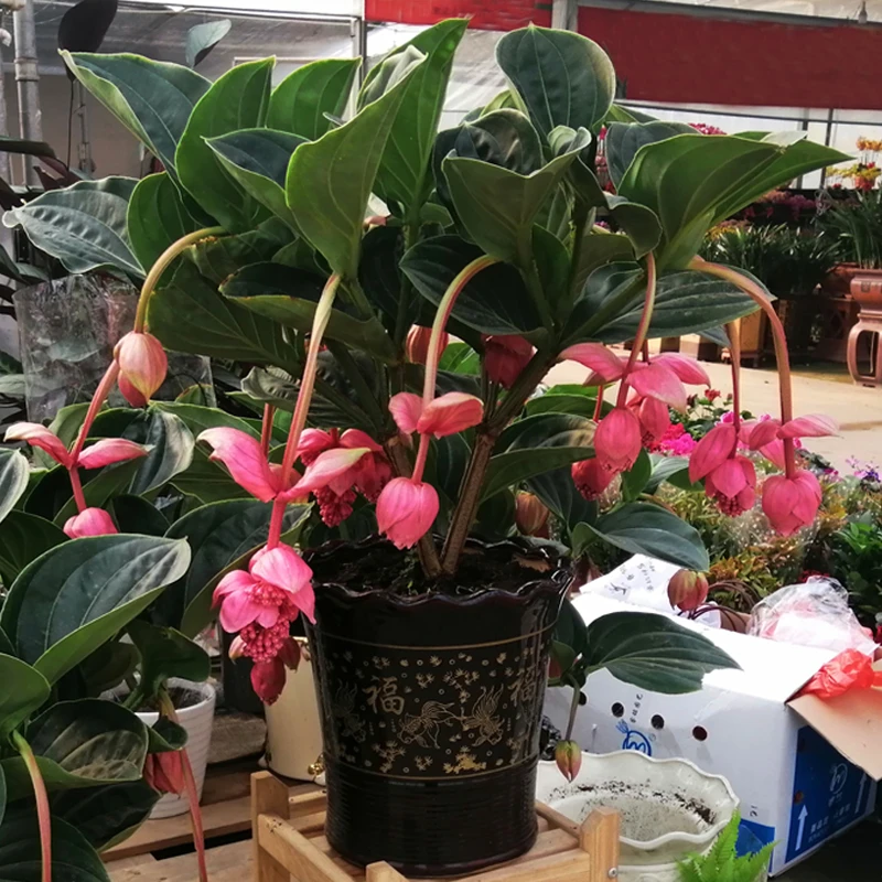 宝莲灯花一物一拍