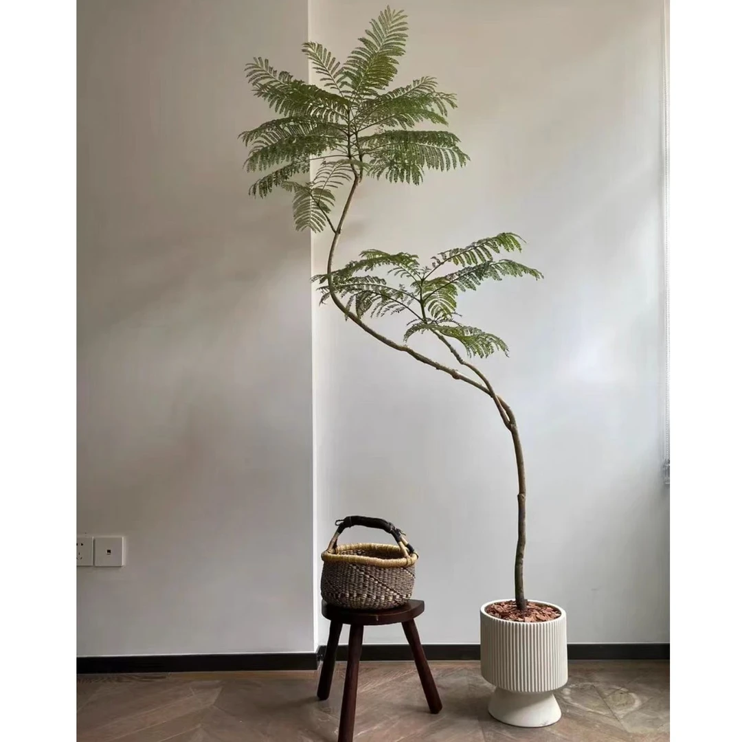 蓝花楹大型网红落地盆栽绿植观叶植物原盆鲜活送货上门