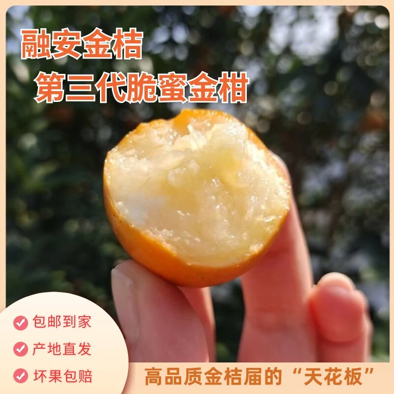 【丁一舟】小果2斤试吃装 脆蜜金柑 融安金桔 新鲜现摘 原产地直发