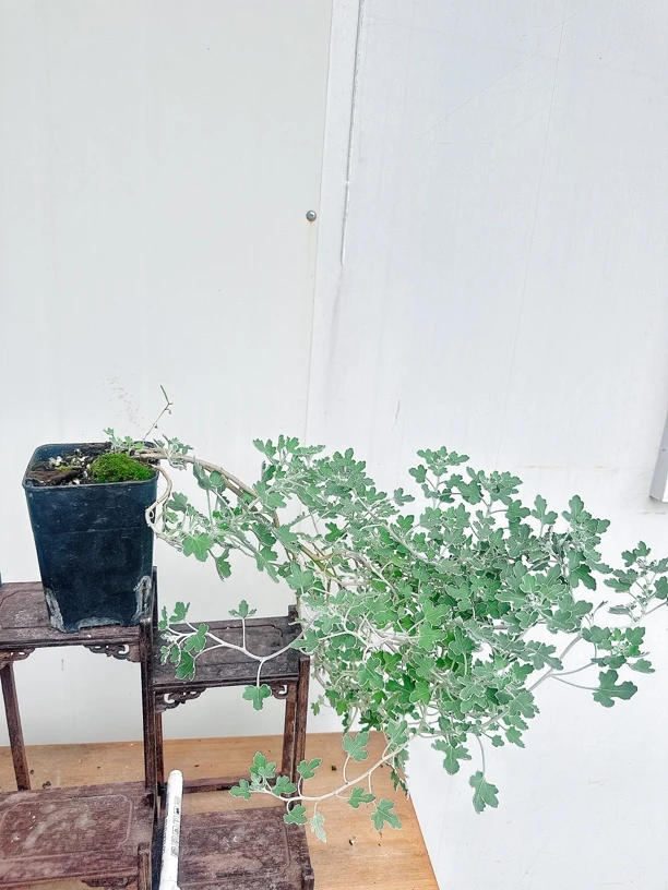 白花盆景菊高山雅菊-老桩白雅菊 日本足摺野路菊