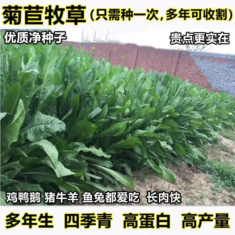 进口菊苣种子大叶菊苣四季多年生喂猪菜种子猪牛羊鸡鸭鹅鱼专用籽