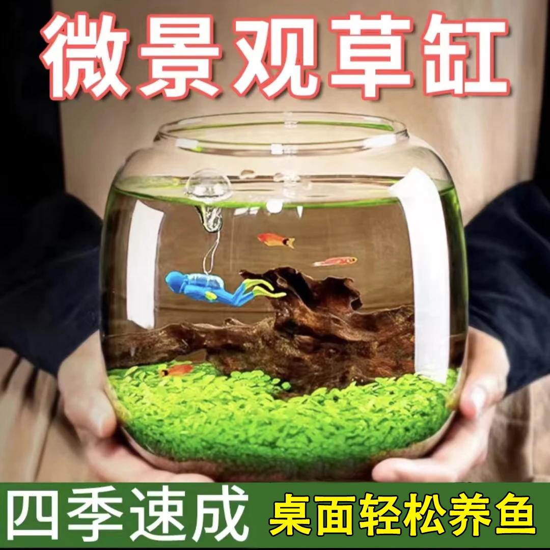 水草种子水泥鱼生态微景观免洗速生创意美观净化水质桌面植物