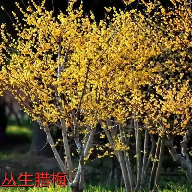 腊梅花盆栽素心树苗室内外花卉庭院地栽四季植物浓香老桩盆景耐寒