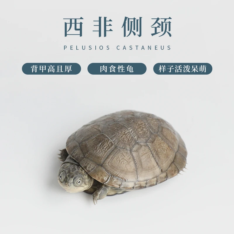 静宝家的龟人工养殖 观赏乌龟直播链接