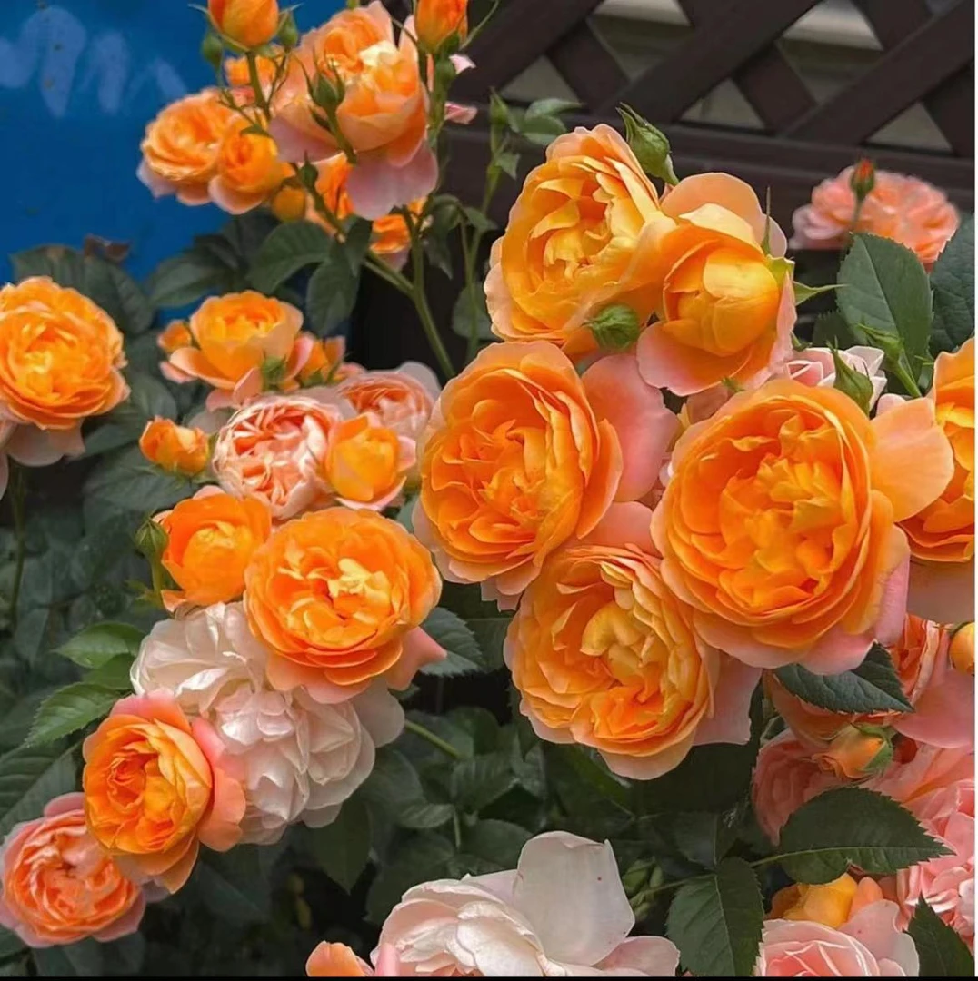 A【果汁阳台】+【双鱼座 二乔】月季花苗四季开花浓香庭