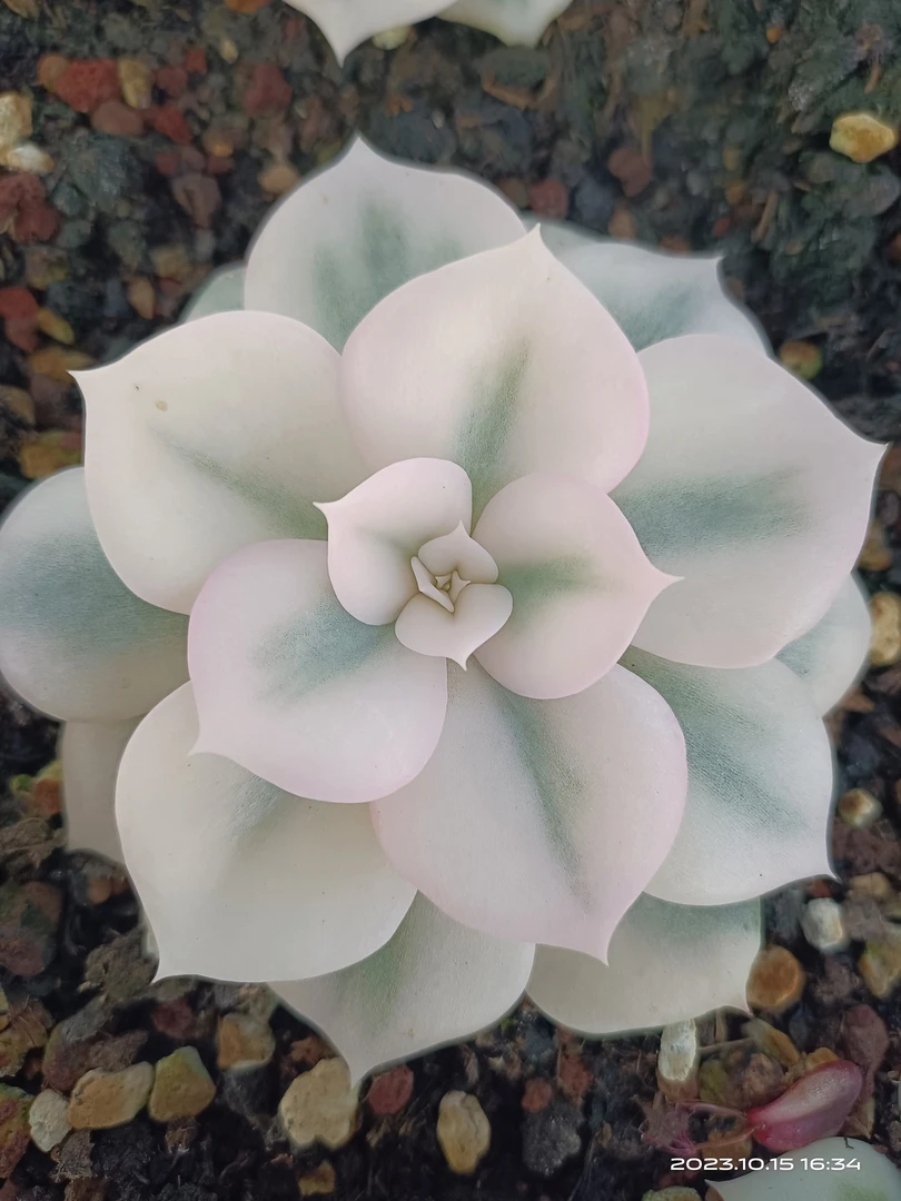 精品稀缺多肉双子座覆伦锦，新店开业钜惠