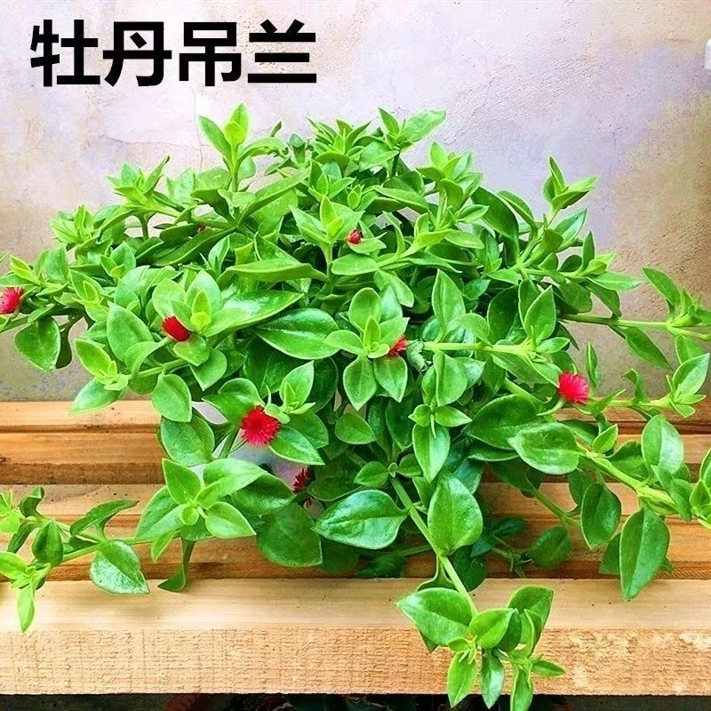 牡丹吊兰带花苞室内外花卉绿植盆栽办公室阳台好养耐寒四季常青