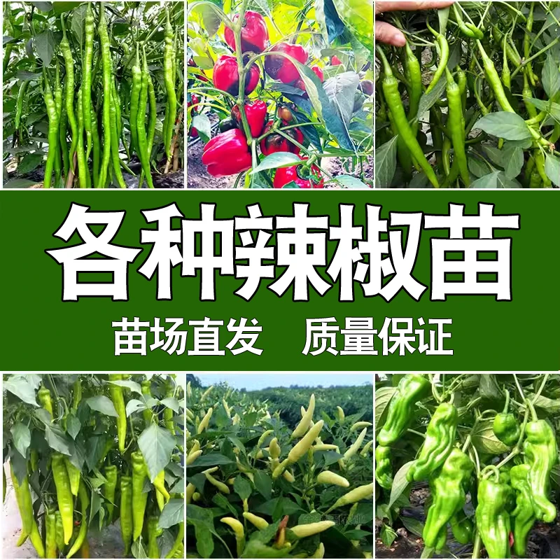 【直播专享】各种辣椒苗 蔬菜幼菜苗杭椒线椒红辣椒小米螺丝泡椒