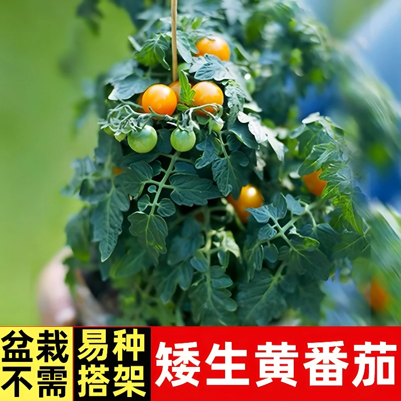 盆栽矮生黄番茄苗 高产春播西红柿苗黑色蔬菜苗秧苗阳台盆栽