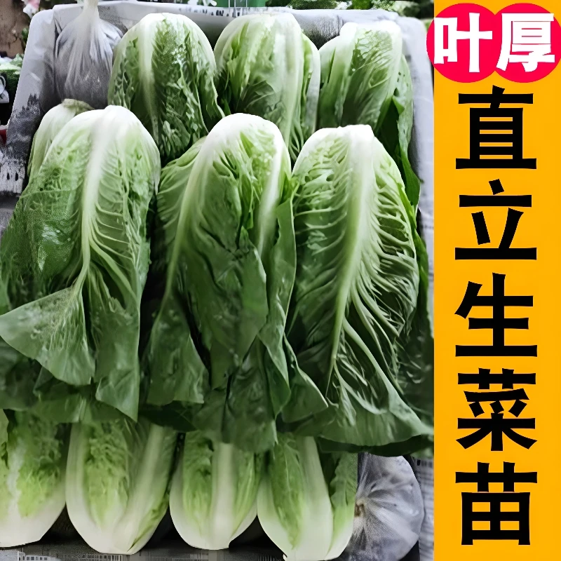 直立生菜苗秧种子大全春秋四季盆栽带土生奶油紫皱绿红紫咖啡菜籽