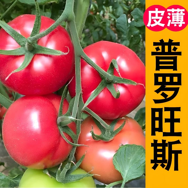 普罗旺斯番茄苗 高产春播西红柿苗蔬菜苗秧苗阳台盆栽