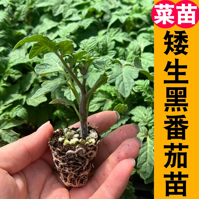 矮生黑番茄苗 高产春播西红柿苗黑色蔬菜苗秧苗阳台盆栽