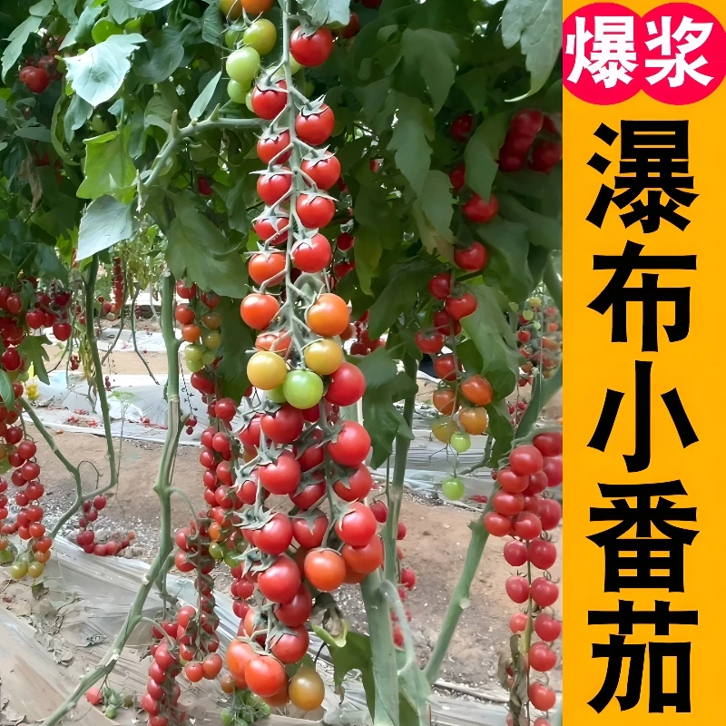 瀑布番茄苗 高产春播西红柿苗蔬菜苗秧苗阳台盆栽根系