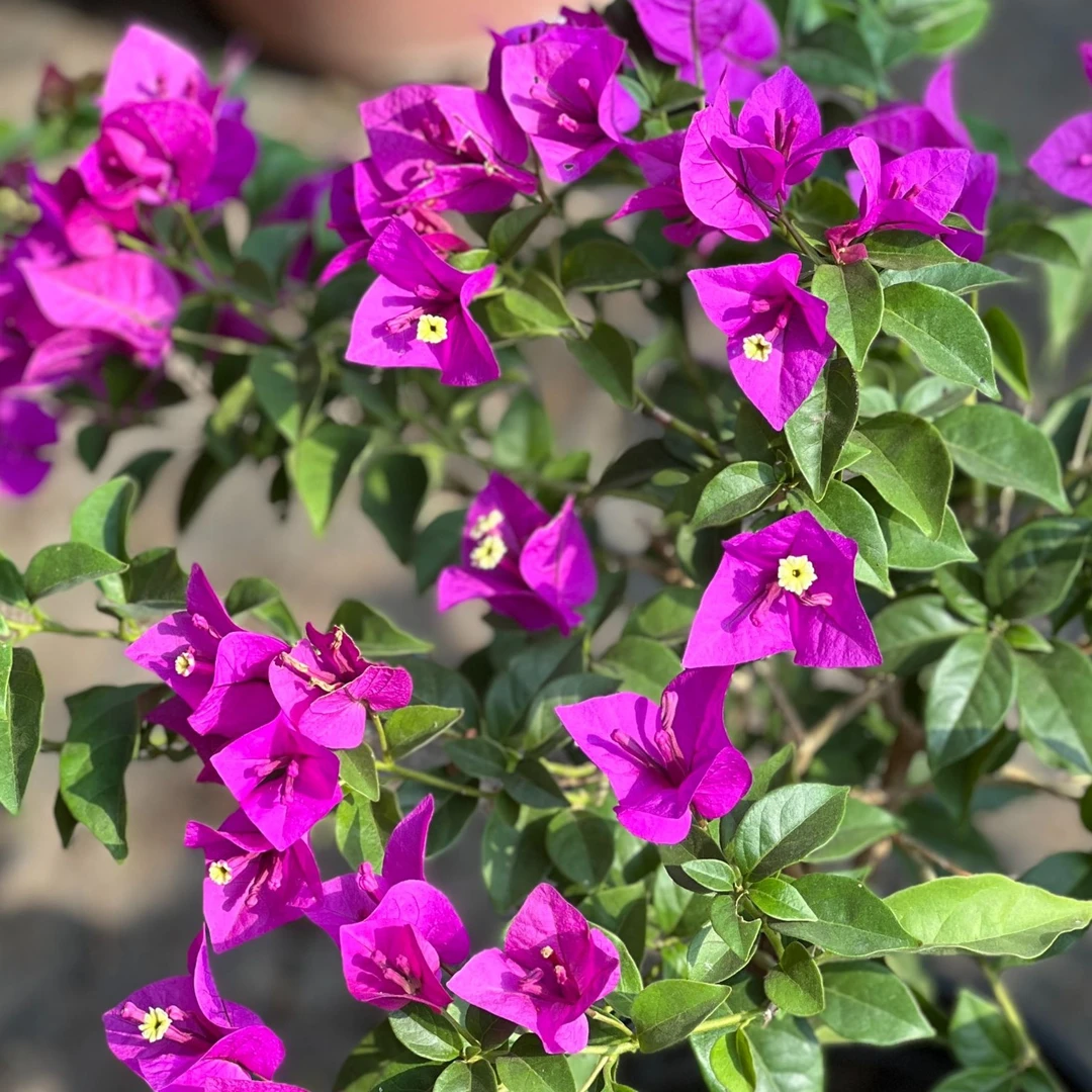 小颗安格斯云南紫棒棒糖三角梅 勤花 必入