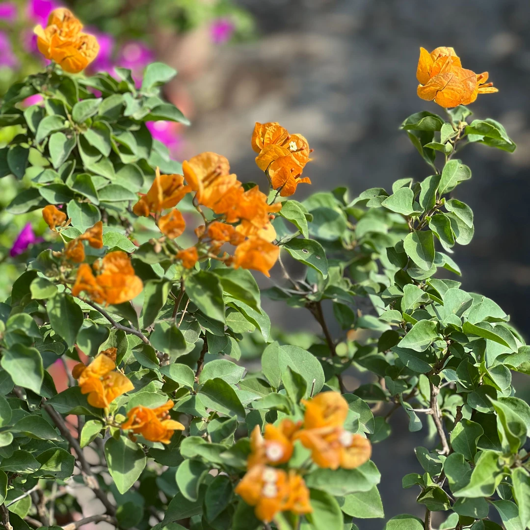 加州黄金三角梅 大颗 勤花 富贵