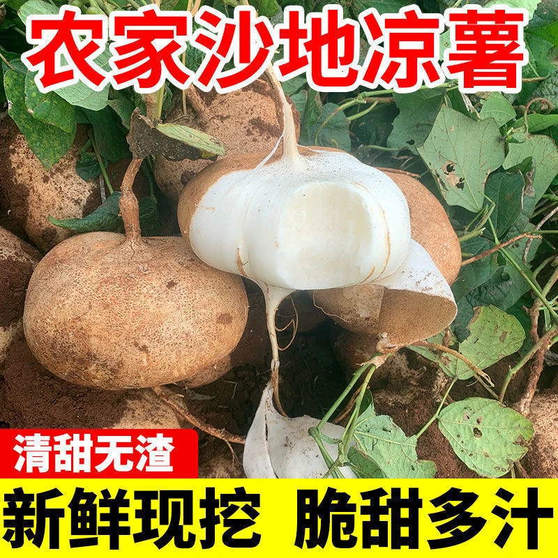 凉薯新鲜现挖贵州农家沙地地萝卜水果生吃脆甜多汁沙葛白地瓜批发