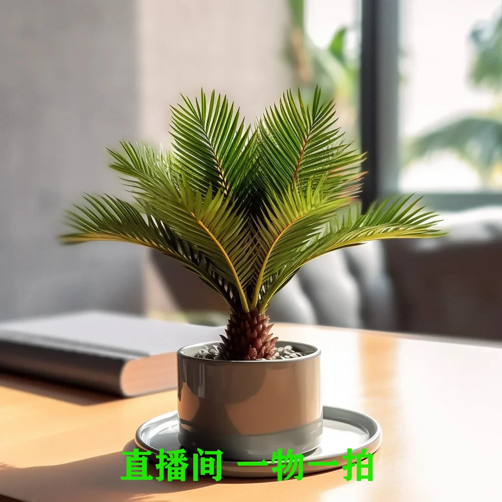 铁树盆栽植物小树苗苏铁四季常青室内外客厅盆景龙铁好养花卉绿植