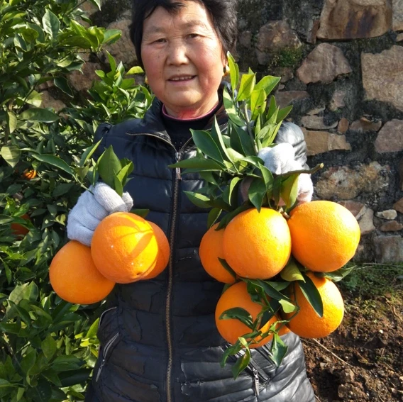 恩施硒都橙子新鲜甜多汁脐橙种植基地直发