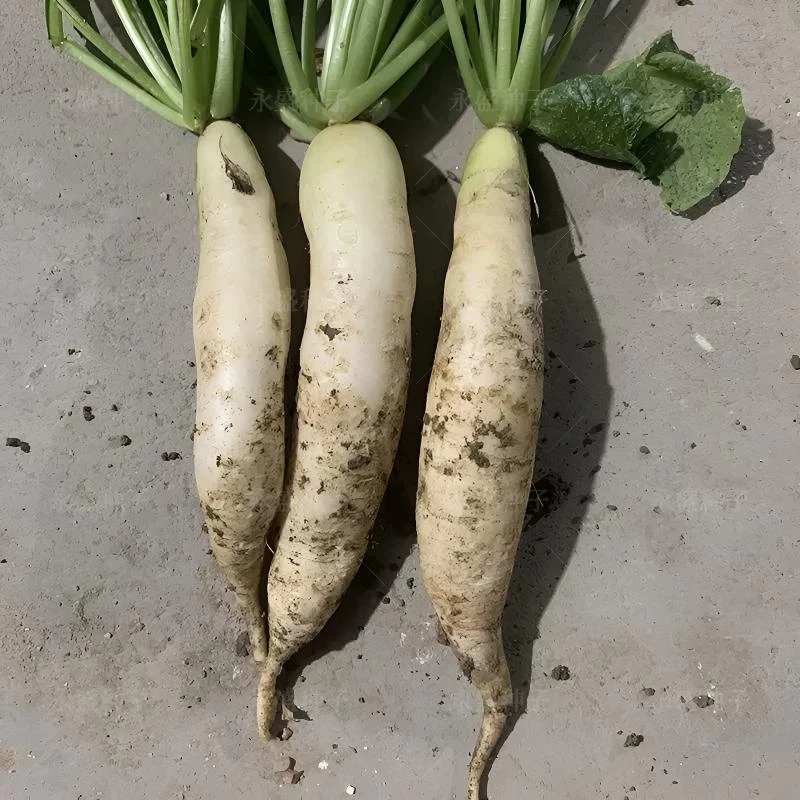 （满5包包邮）马耳中萝卜菜种子 种植有机蔬果种子