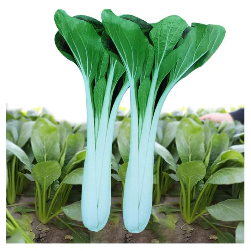 （满5包包邮）高梗白小白菜种子 种植有机蔬果种子