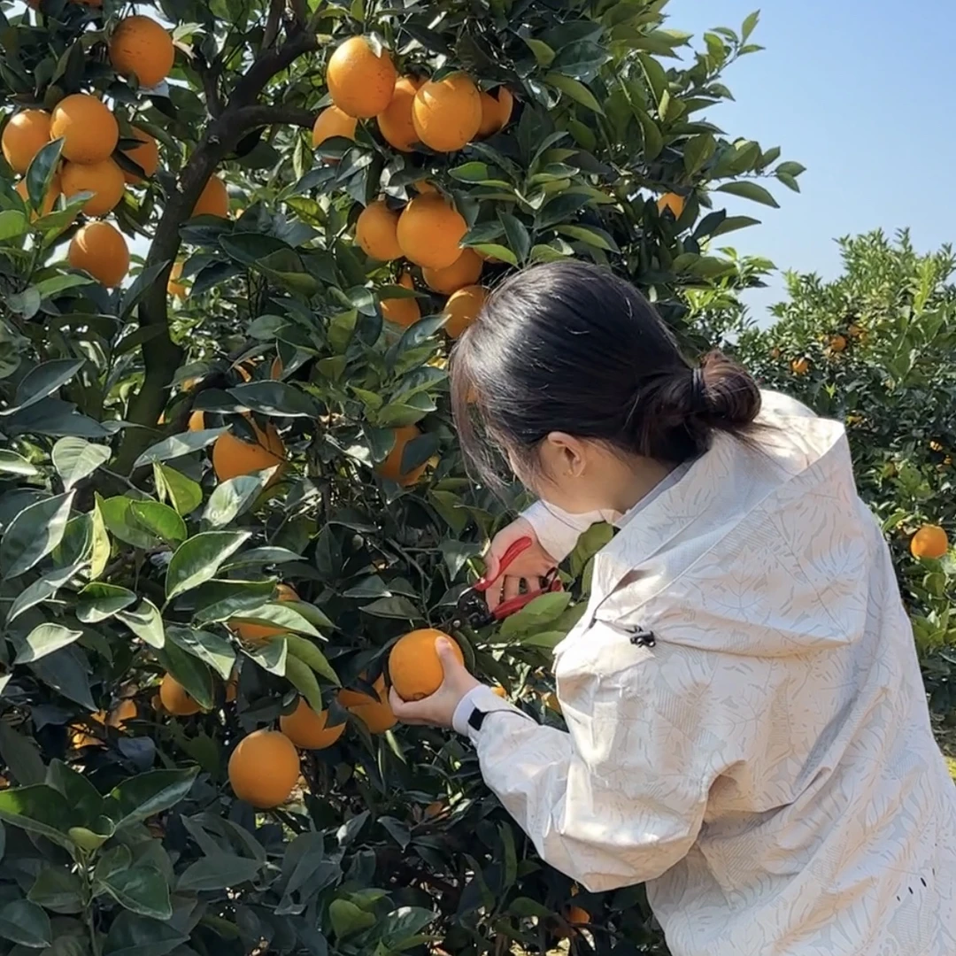 【现摘发货】本地高山橙 新鲜大橙子 鲜甜可口 手摘甜橙果 烂果必赔