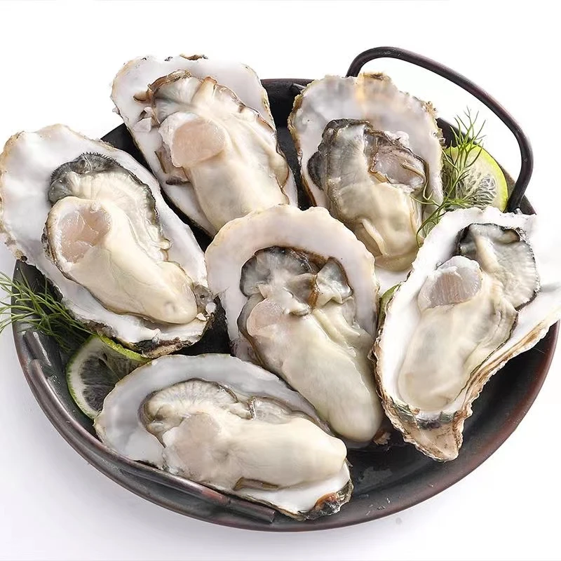 【直播专享】乳山生蚝