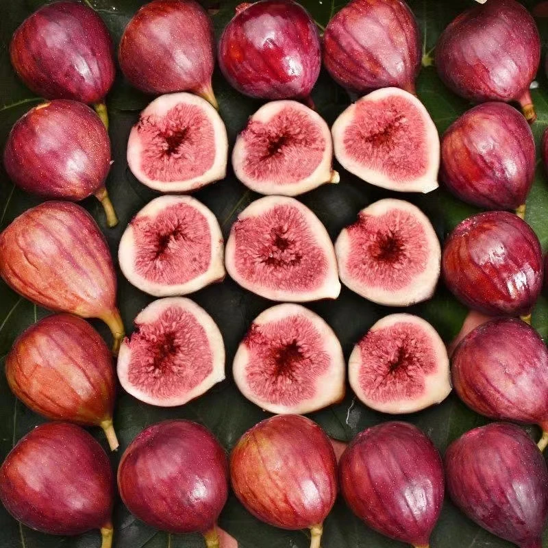 成都无花果当季水果软糯香甜树上的糖包子新鲜现摘现发