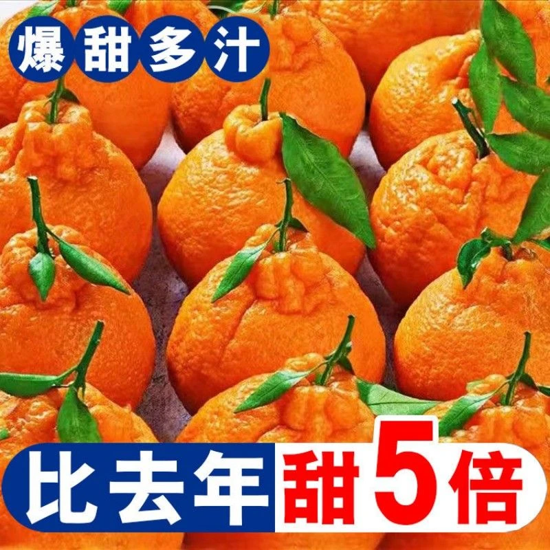 四川不知火不知火丑橘丑柑丑桔子丑八怪当季整箱水果包邮3斤耙耙