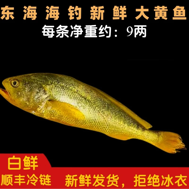 东海正宗海钓野生大黄鱼  今日实价保鲜 顺丰空运  9两/条