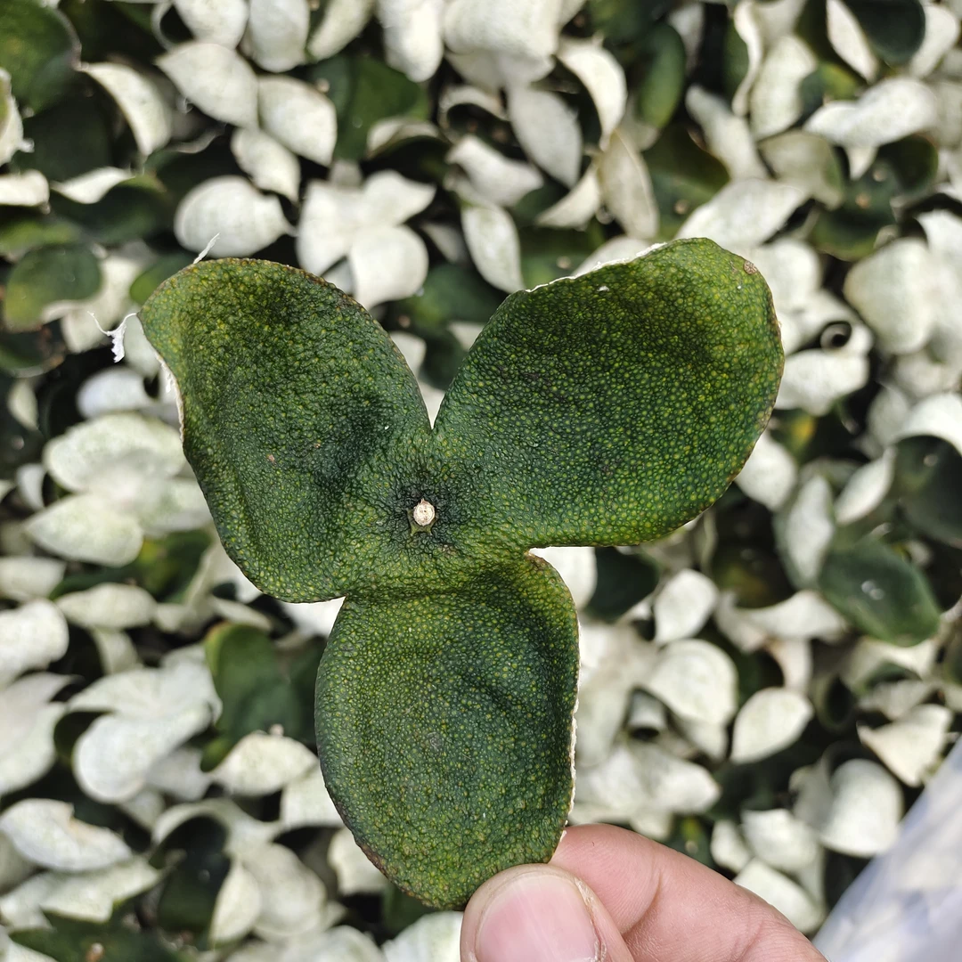 新会新皮 2024天马原枝大青皮