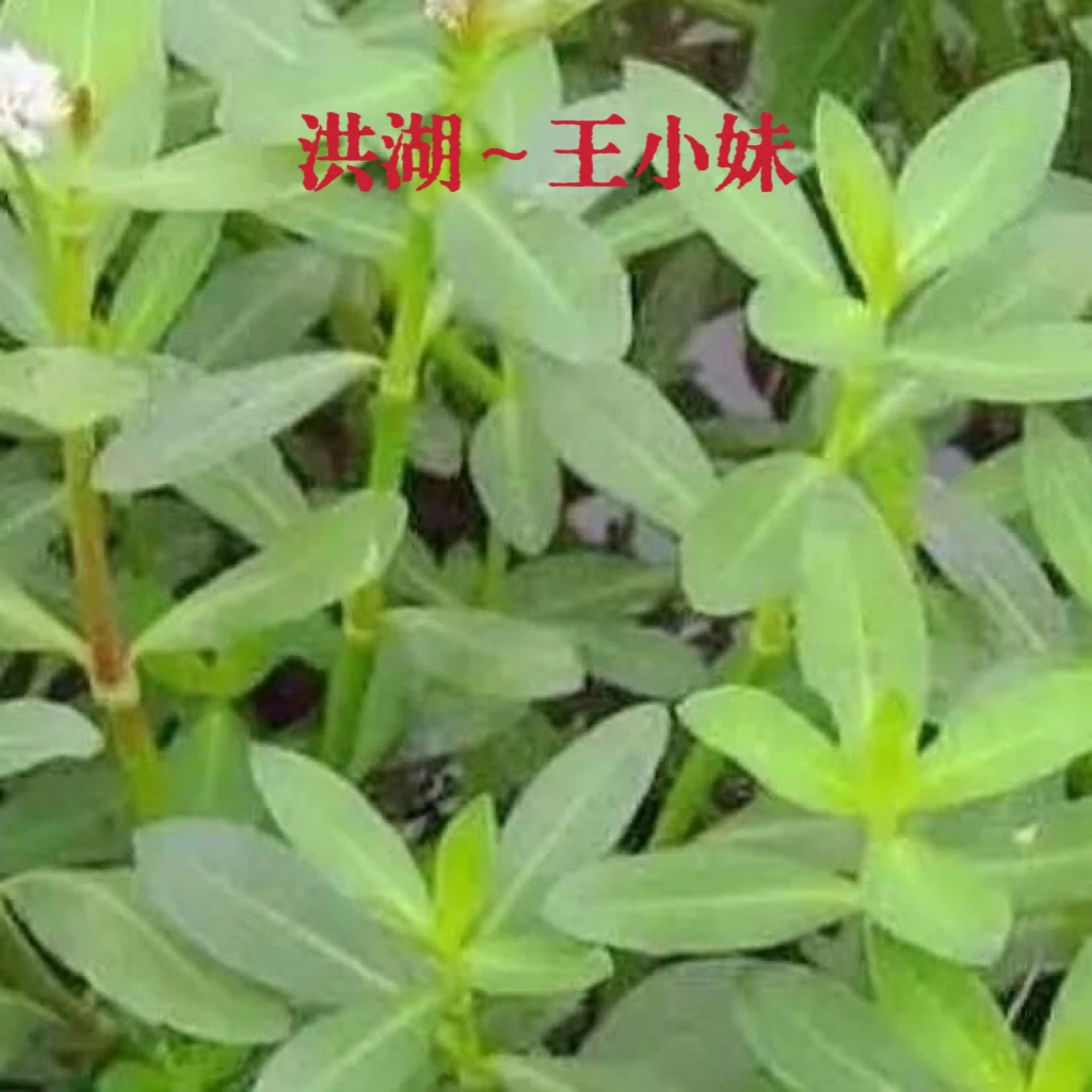 水花生【20斤一份】空心莲子草 鱼虾蟹养殖用水草 浮生植物黄鳝养殖
