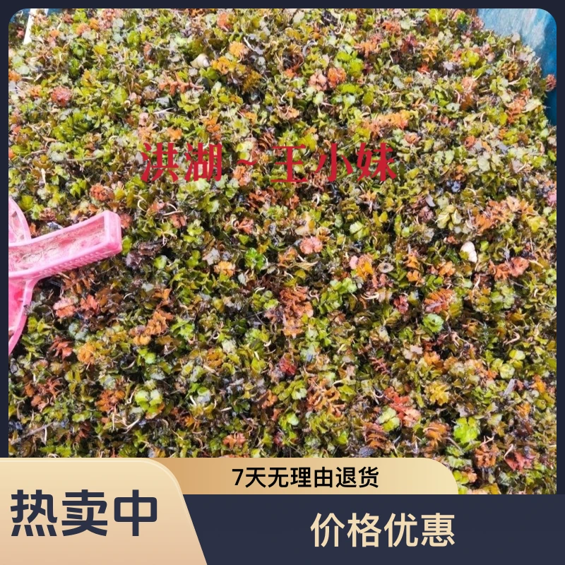 耐低温麦黄草籽鱼虾蟹养殖水草种子包邮