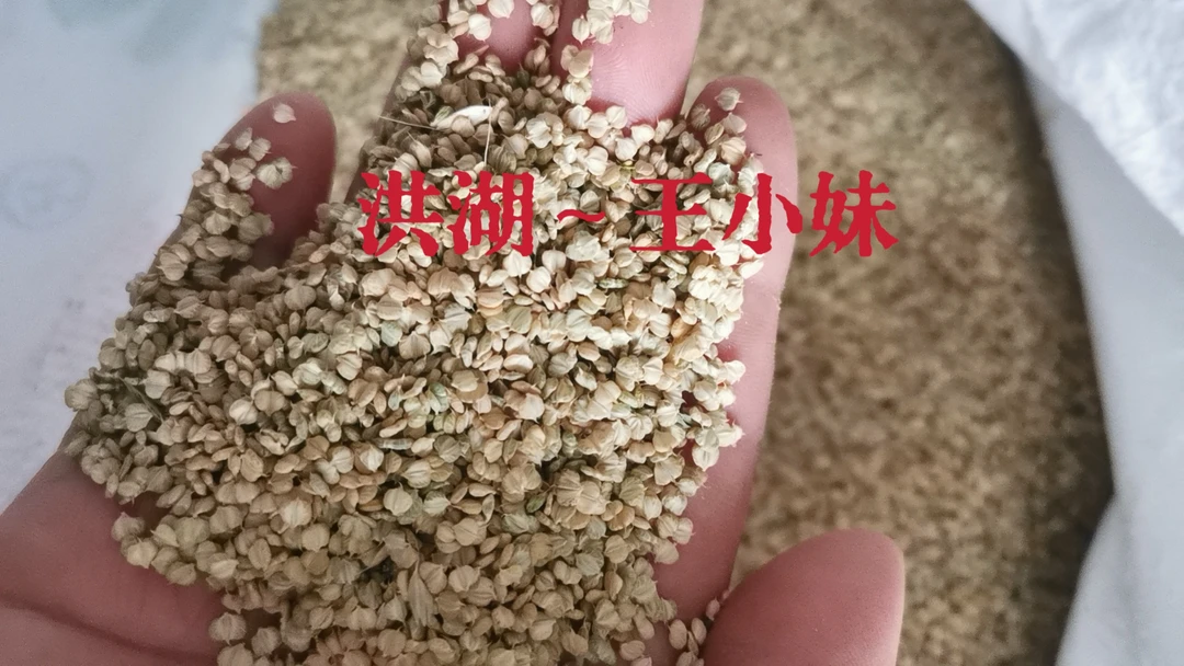 现货棒棒草种子菵草水稗子棒头草种植五月黄小龙虾养殖