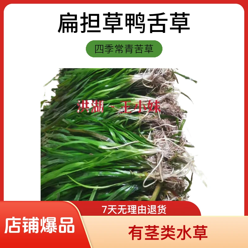四季常青苦草【20斤一份】扁担草鸭舌草耐寒耐高温鱼虾蟹养殖水草